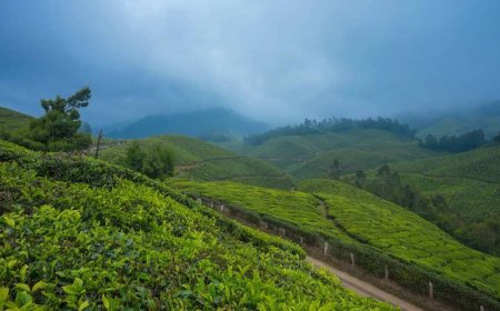 Explore Munnar – Where Nature Paints the Perfect Picture