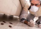 Pest Control Services: Protect Your Home and Health from Unwanted Intruders