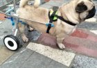 Pet Wheelchair Market Size, Trends, and Strategic Growth Analysis 2025-2032