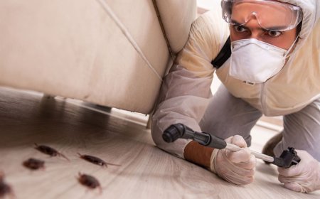 Pest Control Services: Protect Your Home and Health from Unwanted Intruders